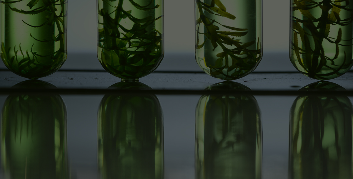 Advanced biomass fuel technologies